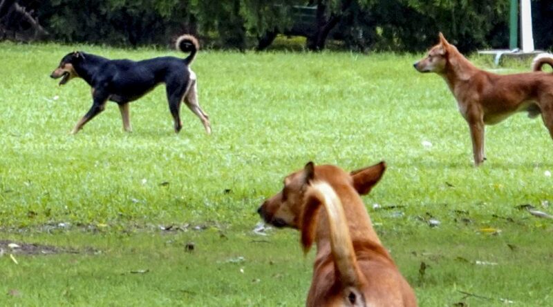 Stray dogs create havoc in Ranchi