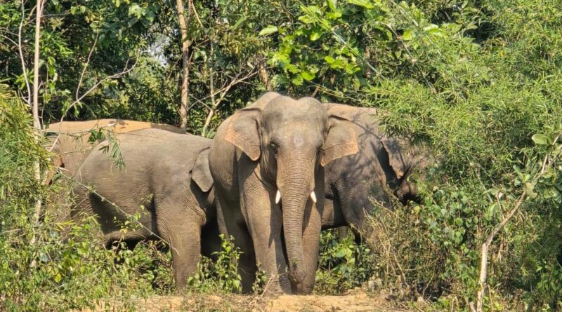 Elephants Entered Bharno