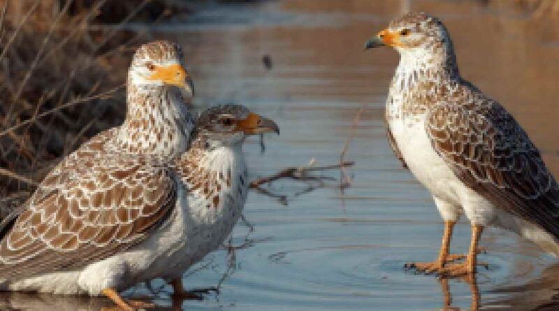 Siberian Birds in Jharkhand