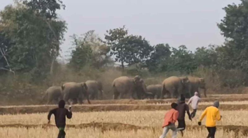 Elephants entered Amaliya forest in Bharno