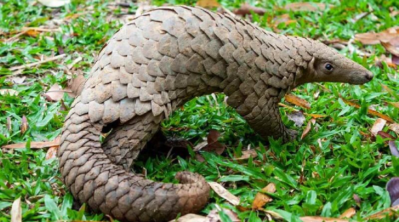 Pangolin Smugglers