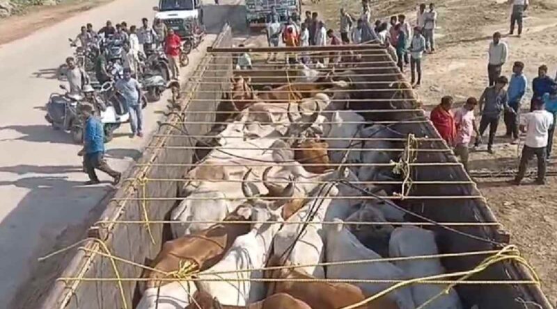 Cow smugglers in gumla