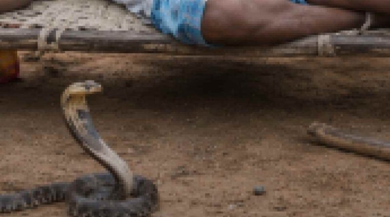Snake Bite in India