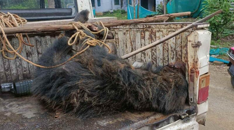 Death of a wild bear in Gumla