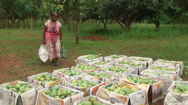 Gumla Amrapali mangoes exported to UAE