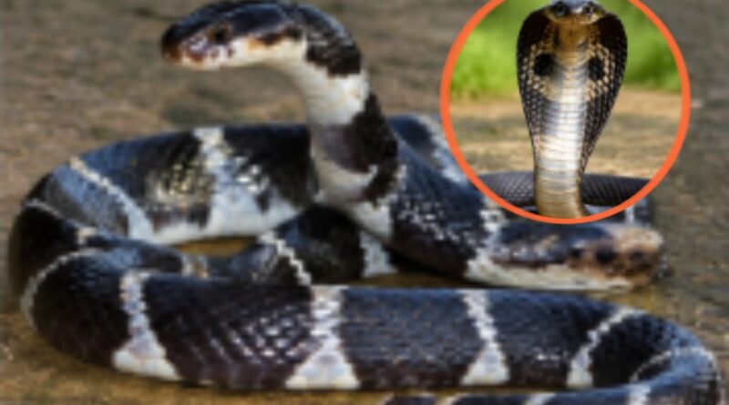 Snake in Gumla