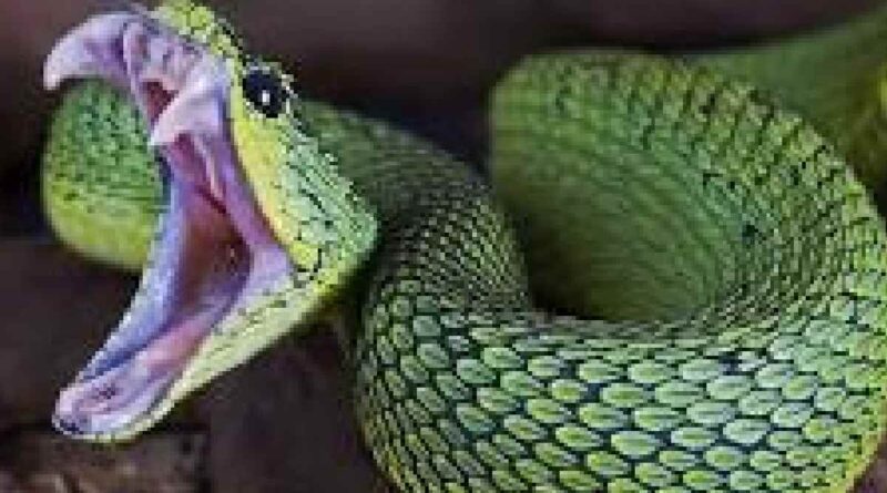 venomous snake in gumla