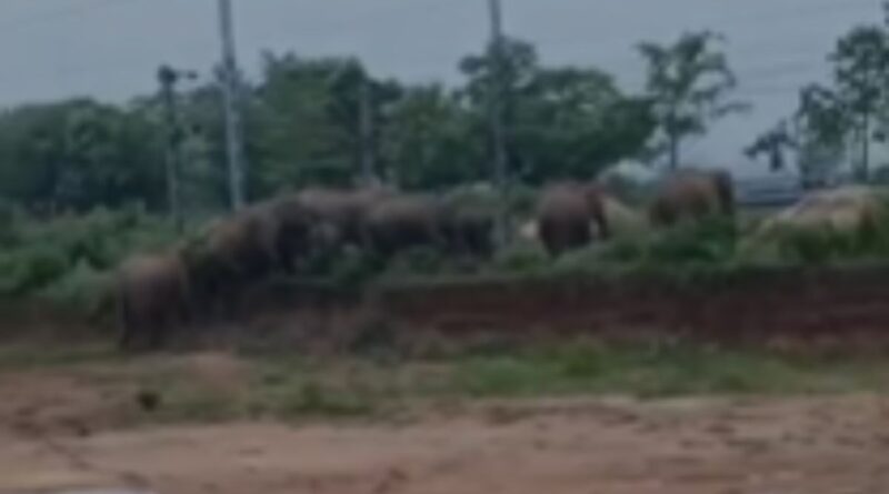 Gumla Elephant News