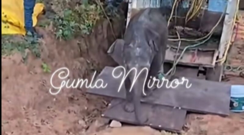 Injured elephant calf rescue