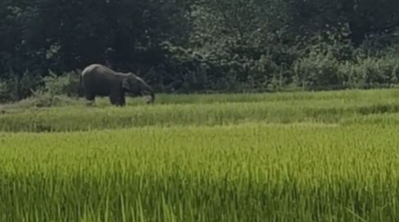 Palkot Elephant Video