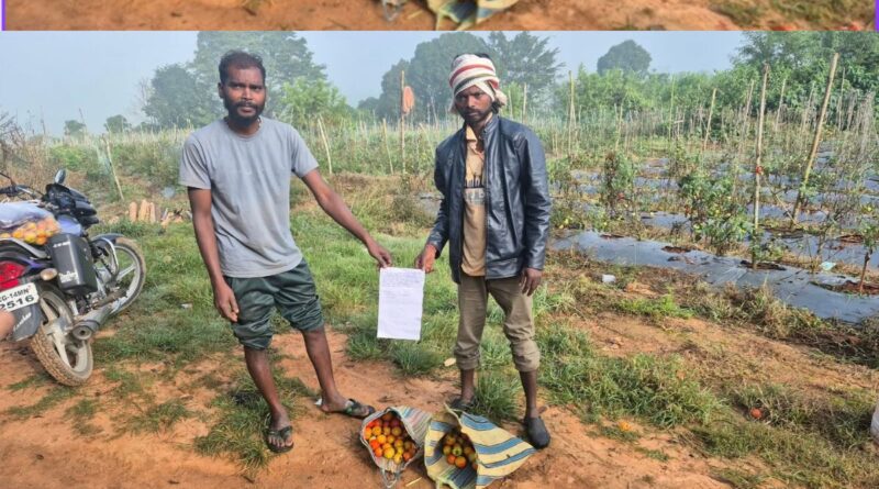 Tamatar Chori Gumla Chainpur